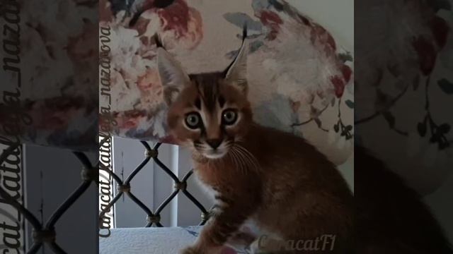 Котёнок каракет ф1 питомник каракетов