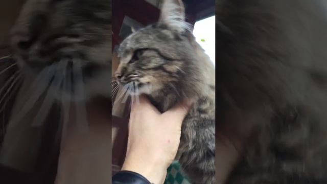 Как молиться за исцеление животных. Часть вторая с этой же кошкой. Опухоль стала на 70%меньше. смотреть онлайн