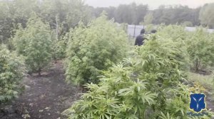 Полицейские Саратова выявили в Татищевском районе наркоплантацию и изъяли 9 кг марихуаны