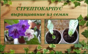 Стрептокарпус выращивание из семян от посева до цветения