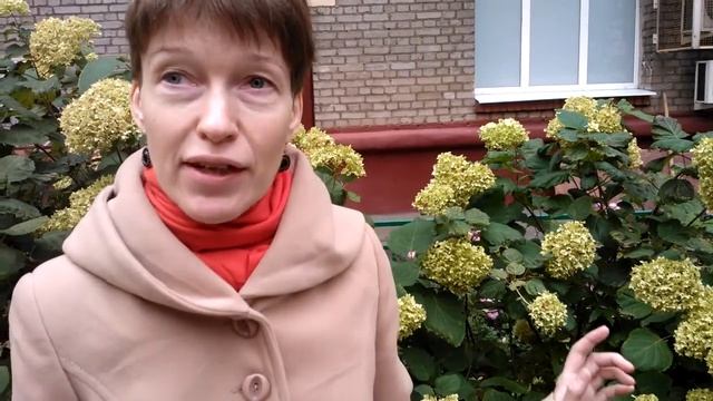 Секреты ухода за голубой гортензией смотреть онлайн