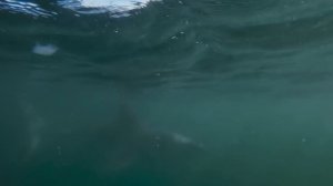 Самый ОПАСНЫЙ хищник океана - АКУЛА!  Мегалодон! Белая акула! Акула гоблин!