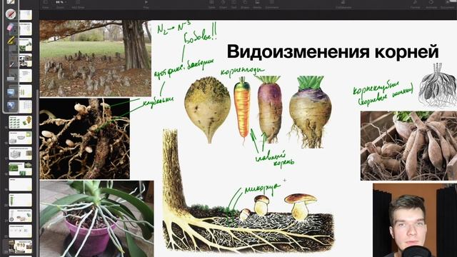 Видоизменения корней | Биология ЕГЭ смотреть онлайн