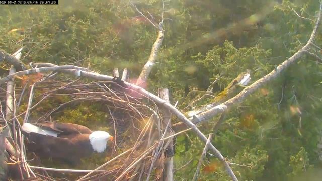 HWF Harrison Mills South Eagle Cam смотреть онлайн