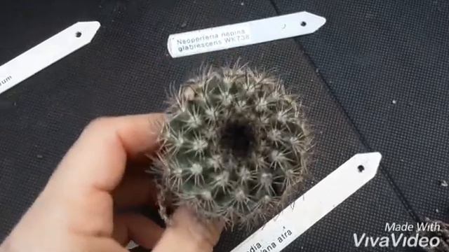 Cacti unboxing| WEIRD CACTUS! | my gymnocalycium & astrophytum collection tour and plant informatio смотреть онлайн