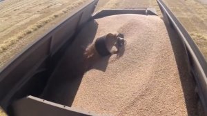 Пшеница (как делают муку) wheat, bread