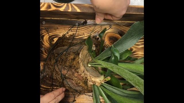 Папоротник Платицериум или Оленьи рога. Подробное видео посадки на деревянной опоре. смотреть онлайн