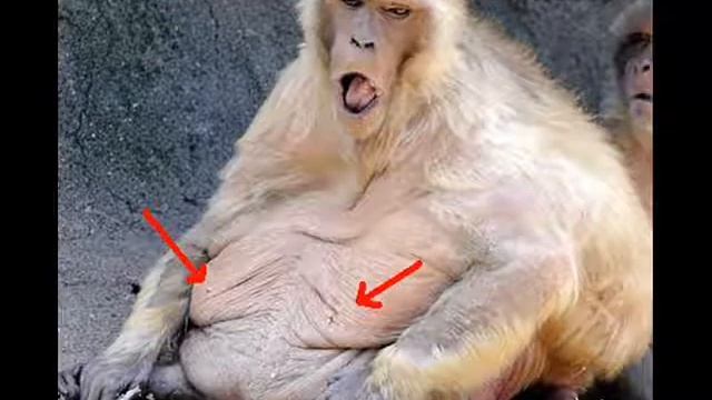 monkey slap 3rd installment смотреть онлайн