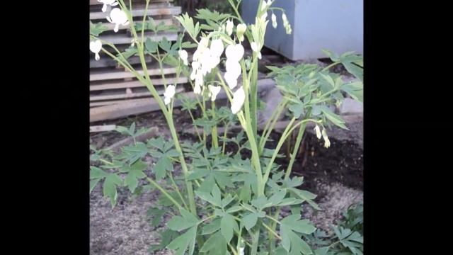 Дача в Нефтекамске. Огород под цветы. Цветочный сад. смотреть онлайн