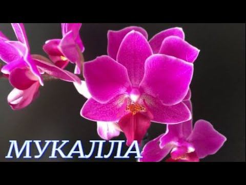 №251/ ЭКСТРЕННАЯ пересадка из за проделок шкодливой МИЛАШКИ