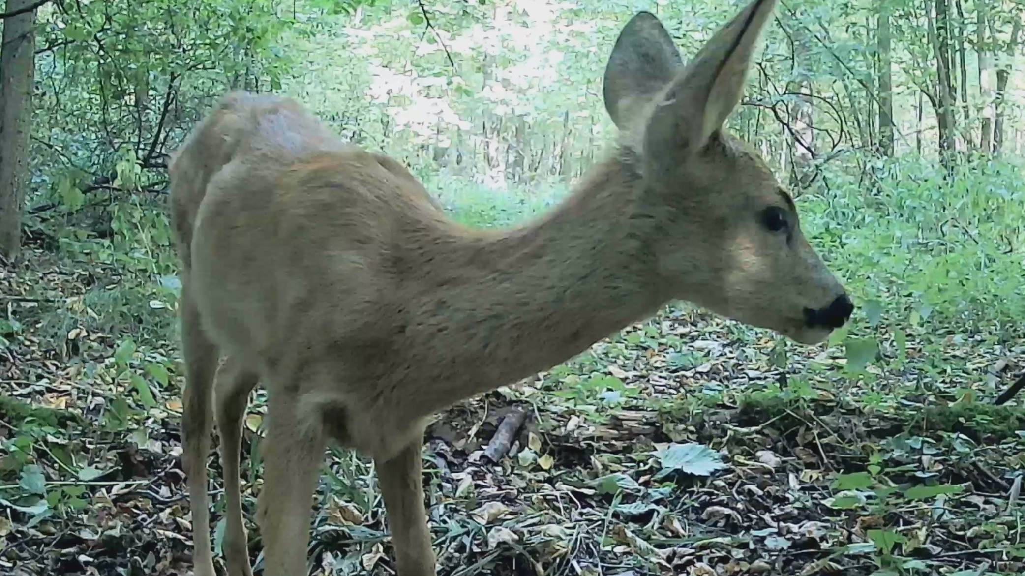 "Хищники" преследуют оленей и косуль смотреть онлайн