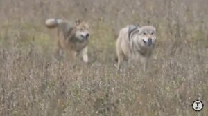 клип волки ( сонце монако ) 🌄🐺