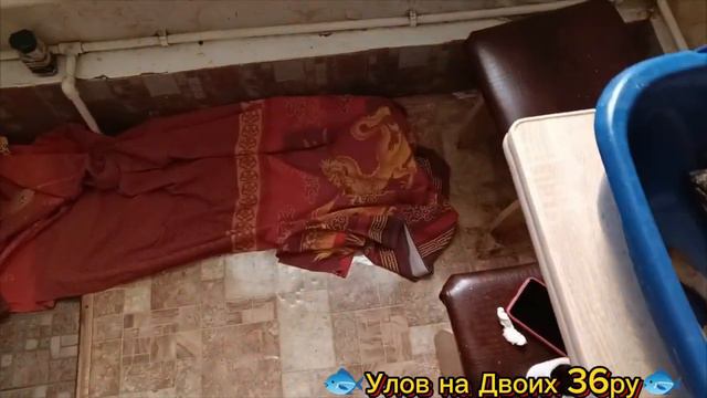 СОЛИМ - ВЯЛИМ (НЕ ДЕЛАЙ ТАК ПРИ ЗАМОРОЗКЕ РЫБЫ! ) #советрыбака #рыбалка смотреть онлайн