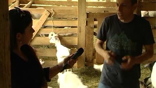 Карачаевские козы.Къарачай тукъумлу эчкиле. смотреть онлайн