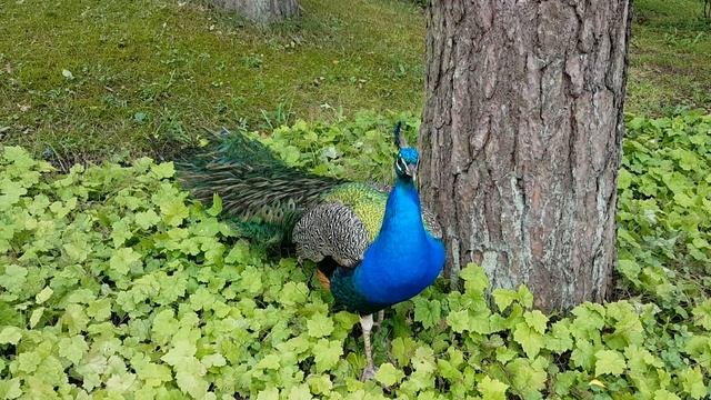 Павлин в зоопарке.Буйство красок. Samsung S6 Video