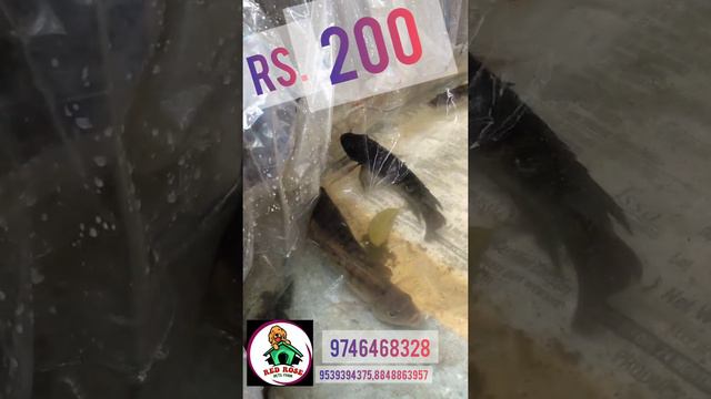 live fish 🦐🐟🐟🐟🪱🦈🦈🐠🐙🐳 Per kg.200/- смотреть онлайн