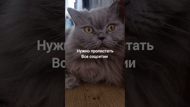 ася#британка#домашниеживотные#мойпитомец