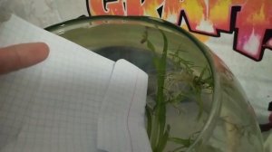 НЕПОНЯТНАЯ СЛИЗЬ В АКВАРИУМЕ. ЧТО ДЕЛАТЬ КАК РЕШИТЬ ПРОБЛЕМУ!?!?!?