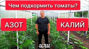 Чем подкормить томаты: азот или калий? Чем подкормить помидоры после высадки?
