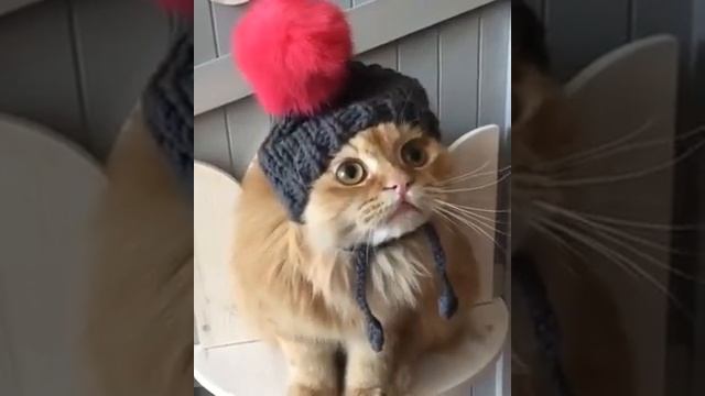 Fat cat in hat смотреть онлайн