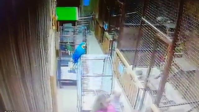 Какаду напал на девушку в контактном зоопарке Воронежа смотреть онлайн