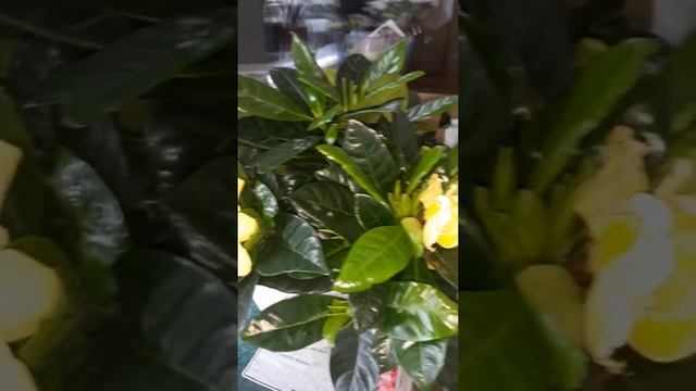 Моя новиночка..,красавица гардения жасминовидная? смотреть онлайн