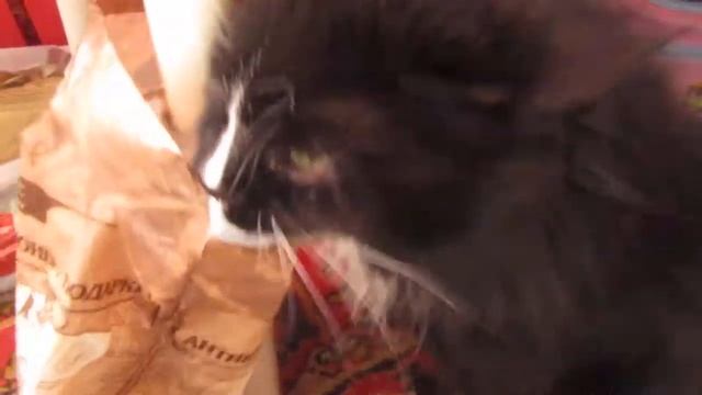 Моя кошка просит кота 2. смотреть онлайн