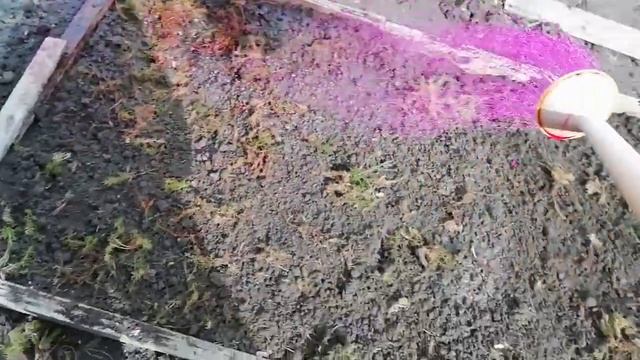 Как посадим детки Гладиолусов? смотреть онлайн