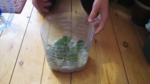 Размножение лимона черенкованием - простой способ!