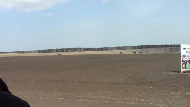 Открытие бегового сезона в Аларском районе.