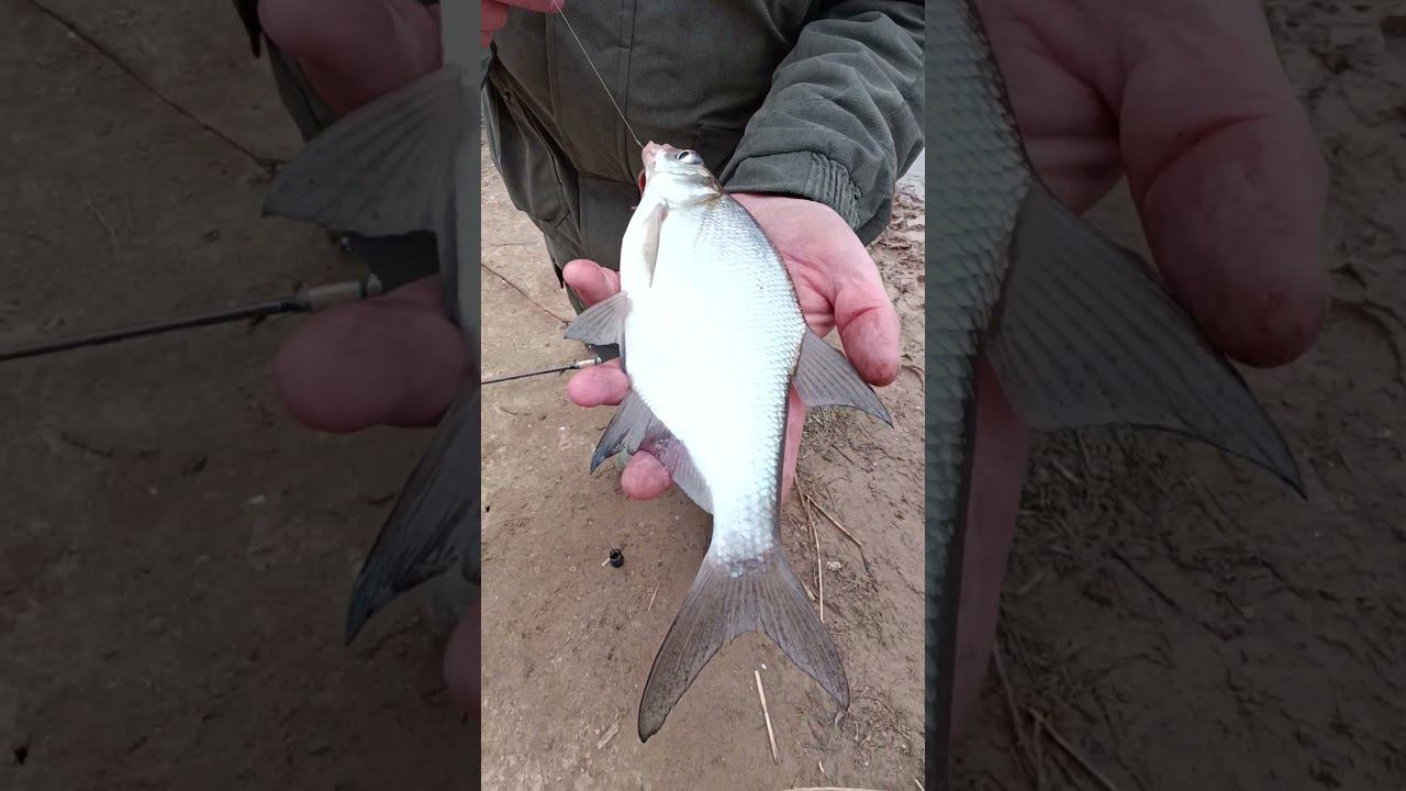 Поймал подлещика на фидер перед нерестом #fishing #shortvideo #рыбалка #fishingvideo #fish смотреть онлайн