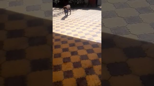 Лабрадор принимает Ванну