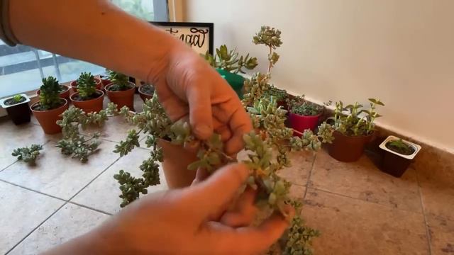 PROGRAMA 080: Oscularia deltoides, poda, trasplante, semillas y reproducir (27/06/2022) смотреть онлайн