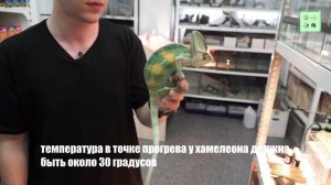 Йеменский хамелеон. Особенности содержания и ухода. Мнение специалиста