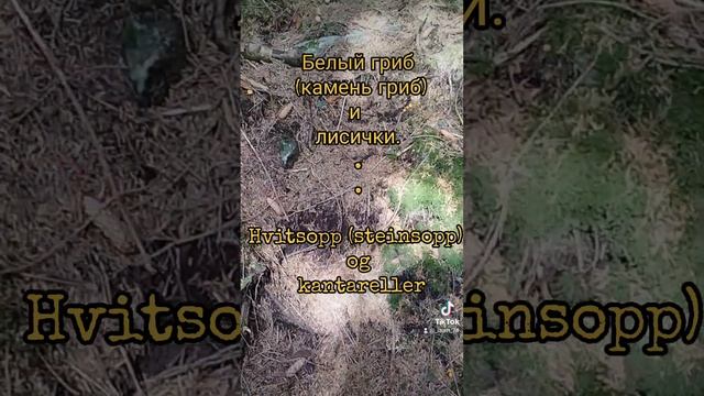 Белый (камень) гриб и лисички.Steinsopp (hvitsopp) og kantareller.pĺ смотреть онлайн