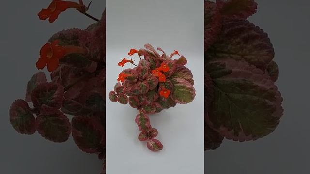 Красивые и неприхотливые комнатные растения. Акварельная эписция Cleopatra смотреть онлайн