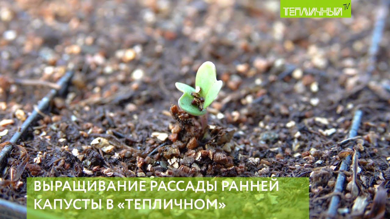 В "Тепличном" посадили 500 тысяч штук ранней капусты смотреть онлайн