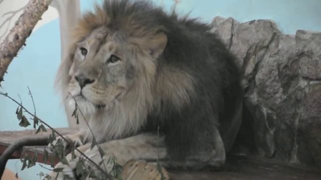 The king a lion. Лев в зоопарке Екатеринбурга. 2 смотреть онлайн