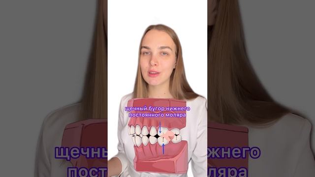 Классификация Энгля смотреть онлайн