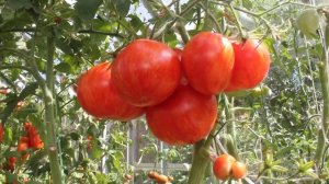 Сорт - "СОЛНЕЧНАЯ ВСПЫШКА". Томаты от Фёдора.