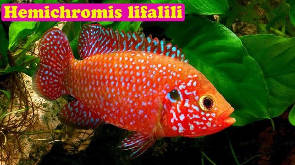 "Хромис красавец" - Hemichromis lifalili