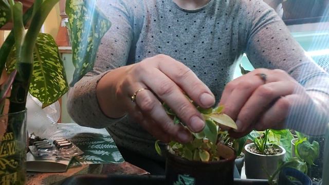 Syngonium aurea, diffenbahia Reflector, sanseveria...🌿💚 nastavak😀 смотреть онлайн