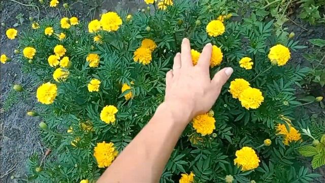 !Купили наш дом в деревне! Заливаем отмостку из старого кирпича. смотреть онлайн