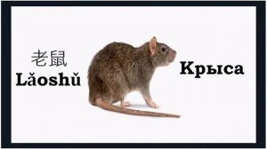 УРОК#1 Учим Животных По-Китайски