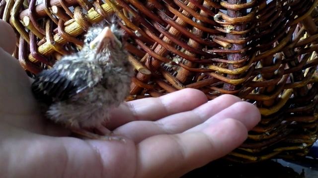 Спасённый птенец камышовки смотреть онлайн