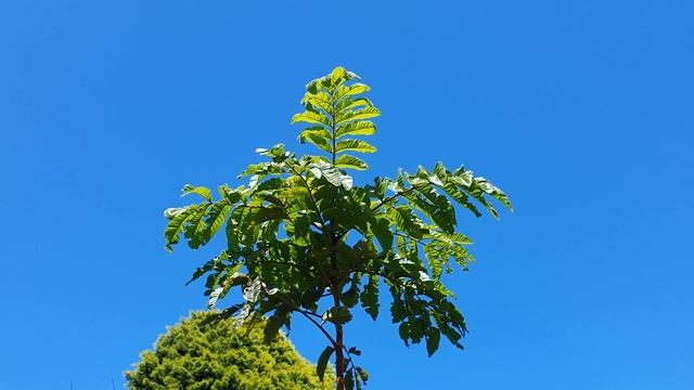 Java Plum /Jamun - Early Summer Progress смотреть онлайн