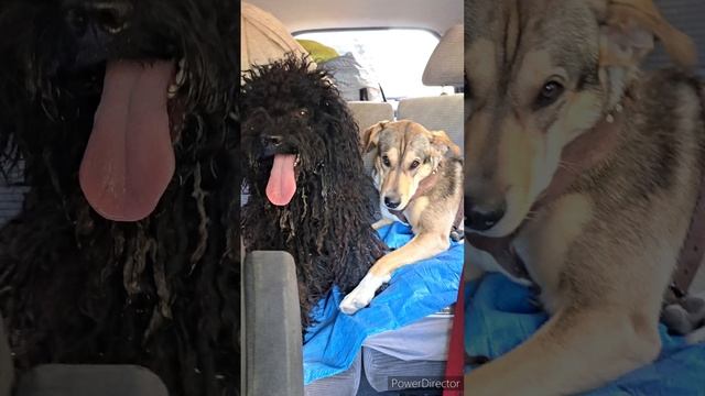 Вбуднях с собаками, Крснд край, октябрь 2023 смотреть онлайн