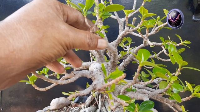 CHINESE BANYAN BONSAI TREE Part-3, चीनी बरगद बोनसाई, Be the Creator, June'22 смотреть онлайн