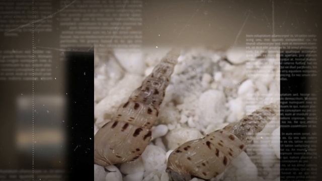 УЛИТКА МЕЛАНИЯ ПОЛЬЗА ИЛИ ВРЕД АКВАРИУМУ? СПОСОБЫ БОРЬБЫ С НЕЙ смотреть онлайн