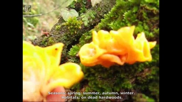 Tremella mesenterica, var lutescens. Champimaginatis. English Text. смотреть онлайн